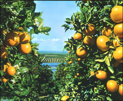 citrus grove
